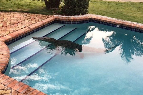 craziest things found in swimming pools