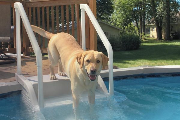 pools safety tips for dogs