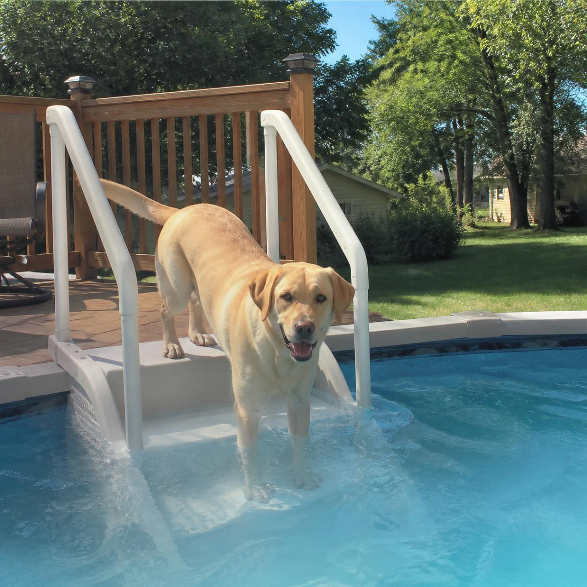 pools safety tips for dogs